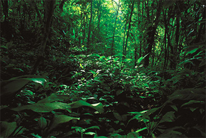 Rio Amazon Catuaba Extract – Vegicaps Rainforest