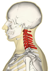 U-Neck Spine