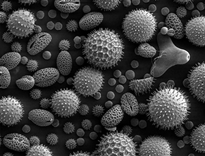 pollen close up